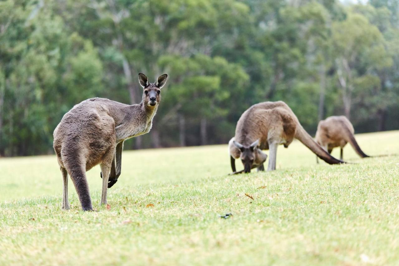 Rac Karri Valley Resort Pemberton Luaran gambar